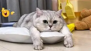 Try Not To Laugh 🙀😹 Ultimate Funny Cat Compilation