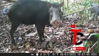 Time lapse da floresta Amazônica