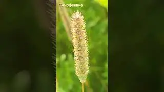 Тимофеевка 🌿