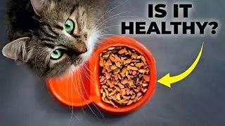 How to Choose Healthy Cat Food Brands | 5 Healthiest Cat Food