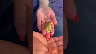 Драконы, которые любят бананы!