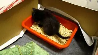 Pee in the litter box