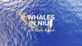 Whales in Niue with Clarke Gayford