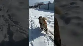 Грэйс 💕