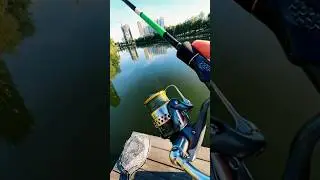 SHIMANO RARENIUM🤩🎣 #fish #fishing #fishingvideo #shimano #pike #pikefishing #shorts #shortsvideo