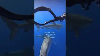 Happy Birthday @OCEANRAMSEYSHARKS 💙 #birthday #shark #ohana #dive #diving #ocean #safety #1
