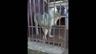 Собака/животное #shorts