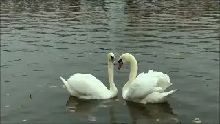 ГЛАВНОЕ