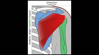 Infraspinatus - Anatomy Perspective