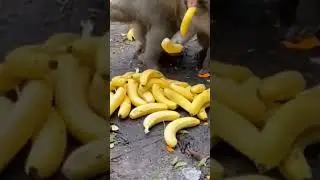 Monkeys Eat Banana #shorts#viral#video