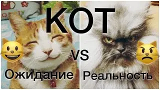 LPS: КОТ ОЖИДАНИЕ vs РЕАЛЬНОСТЬ