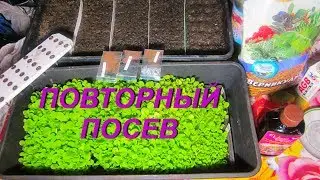 ДНЕВНИК ТАБАКОВОДА - № 74 ПОВТОРНЫЙ ПОСЕВ ТАБАК