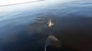 Рыбалка тролингом на реке Кама