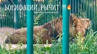 БОНЯ(Бонифаций) и львицы рычат!!! ❤️Урааа!!!