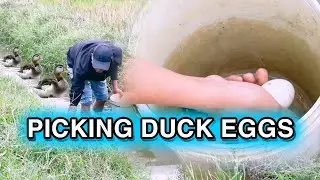 While looking for snails, I accidentally found duck eggs | Thai Farm