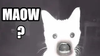 MAOW