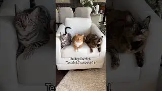 This trend is too much cute 😭♥️ #catshorts #shortvideo #catsofyoutube #funnycats #shorts