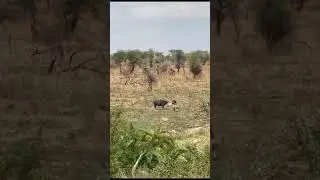 Лев 🦁 напал на буйвола 🦬 | Охота диких животных. Парк Серегети, Танзания.