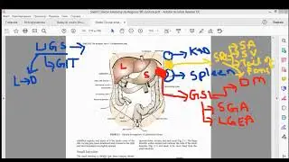 ligaments of GIT
