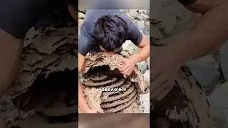 Dismantled a hornet hive 