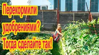 Как  нейтрализовать избыточное внесение удобрений