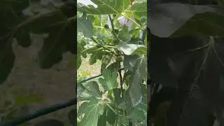 Наш инжир, плодоносит второй год.