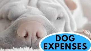 How Much Does It Cost to Own a Dog