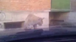 Кот на капоте