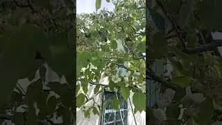 яблуня на груші