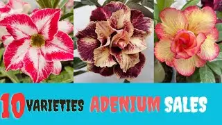ഫ്ലവറോട്കൂടിയ ADENIUM SALE  