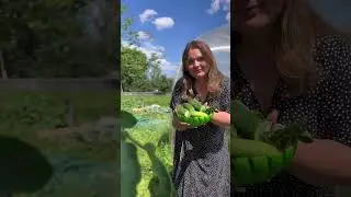 Малосольные огурцы 🥒 #рецепт