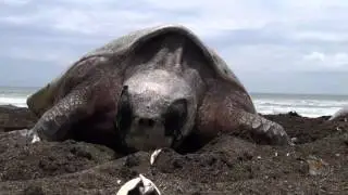 Olive Ridley Sea Turtle- The 