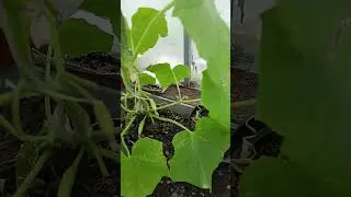 Первые огурцы