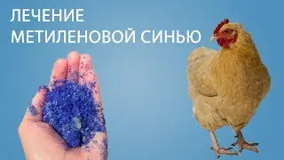 Куры упали... ЛЕЧЕНИЕ КУР (Часть 13) | как мы вылечили кур с помощью метиленовый синий