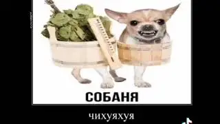 мем tiktok #tiktok #тиктоклучшее #мем #юмор #рецепты #животные