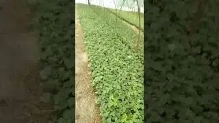 рассада клубники Мурано