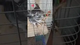 Только утро, а Шарик уже трудиться:)