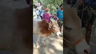 ৬৫ হাজার টাকা দিয়ে হাট থেকে কেমন ষাঁড় গরু ক্রয় করা হলো জানতে দেখুন/