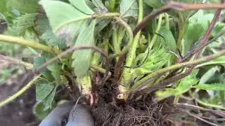 Маточник Фенг Сянга‼️ Рассадим на ягоду🍓🍓🍓‼️‼️‼️