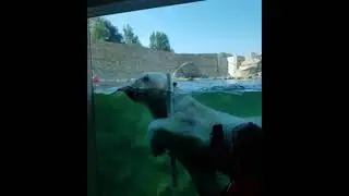 Животные