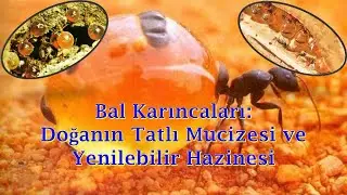 Bal Karıncaları: Doğanın En Tatlı Sırrı