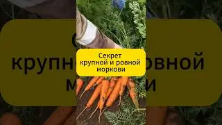 Секрет крупной и ровной моркови 