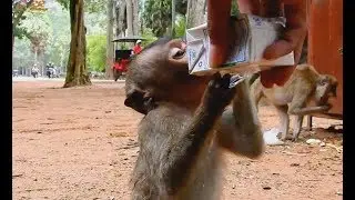Poor baby Lori surprise with...give extra milk after Lori got bad health| Amari look not enough milk