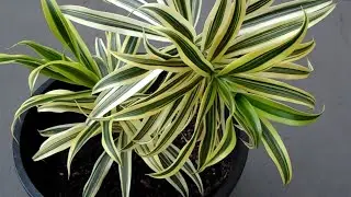 Pleomele - Song of India Plant