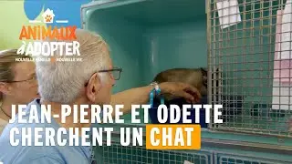 Jean-Pierre et Odette cherchent un chat - Animaux à Adopter