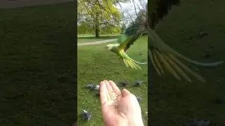Hungry parrots