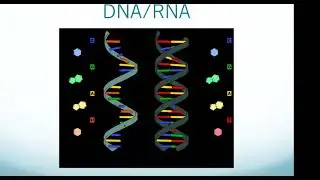 HESI A2 Exam: Heredity