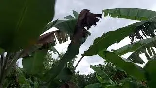 Badai Angin Menerpa Kebon Pisang Warga Indramayu