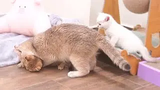 The kittens who rebel against their mother and run to attack her, only to get hit back, are so cute