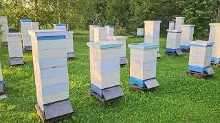 Пасека 31 июля  Итоги июля